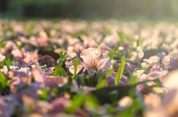 Closeup růžové trubka strom na trávě s večerní světlo — Stock fotografie