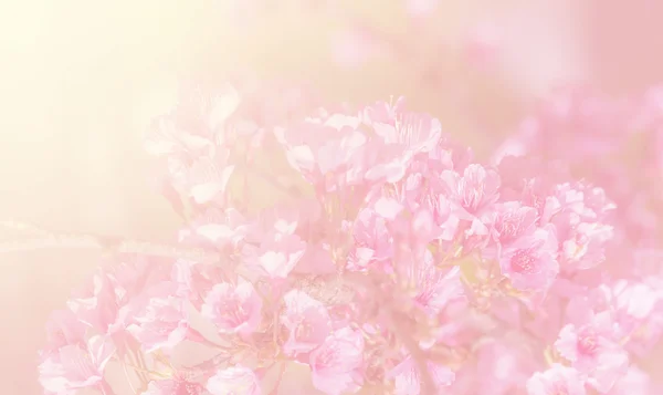 樱花在软风格背景 — 图库照片