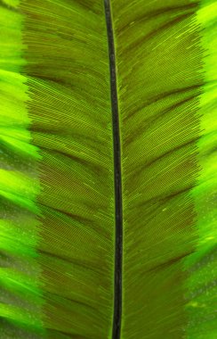 closeup dev Alocasia yaprak veya dev Taro veya fil kulak Taro