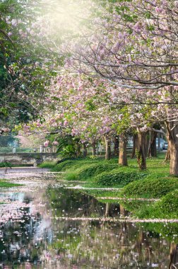 satır Park lake ile pembe trompet ağacının