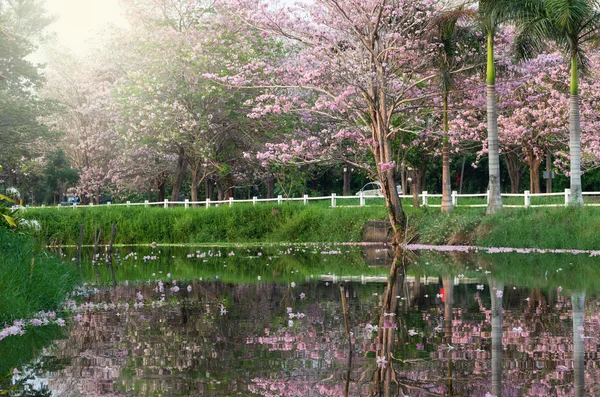 Pink Trumpet Tree in the park reflect with lake — Stock Photo, Image