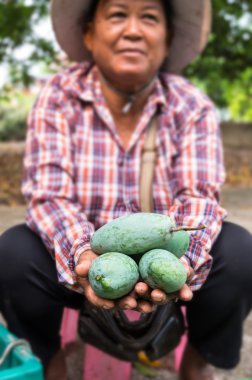 Chainat, Tayland - 12 Nisan 2015: Tanımlanamayan taze mango yandan boyutu üzerinde 12 Nisan 2015 hasat chainat, Tayland içinde mango meyve bahçeleri, sonra select için tutan bahçıvan