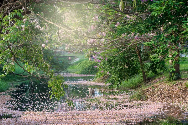 湖の公園でピンクのトランペット ツリーの行 — ストック写真