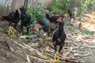 Musluklar veya gruptaki gamecocks mücadele