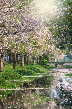 satır Park lake ile pembe trompet ağacının