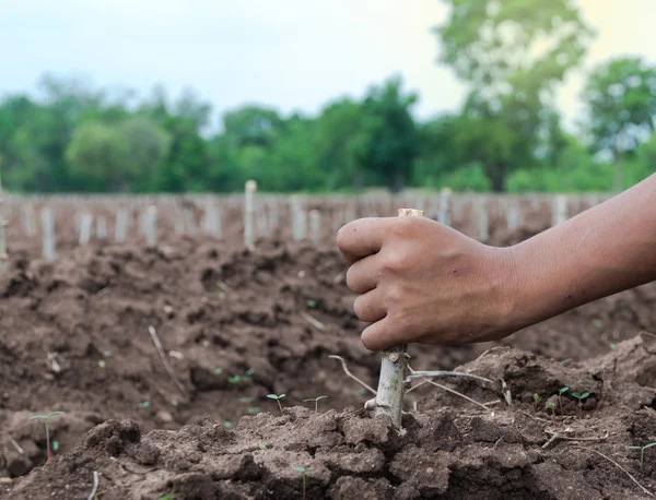 Hand holding to Plant cassava in the field — Stock Photo, Image