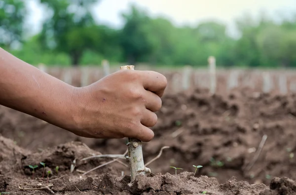 Hand holding to Plant cassava in the field — Stock Photo, Image