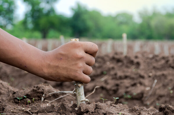 hand holding to Plant cassava in the field