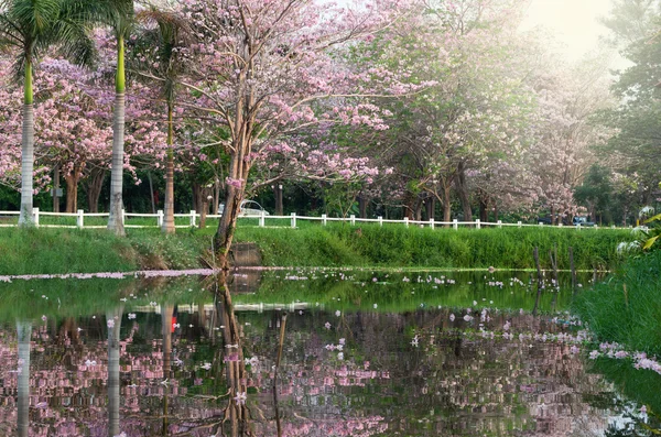 Pink Trumpet Tree in the park reflect with lake — Stock Photo, Image