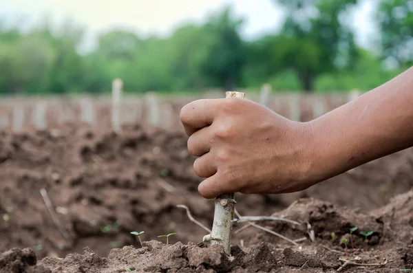 Hand holding to Plant cassava in the field — Stock Photo, Image