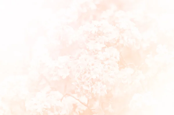 Roze trompet boom in zachte stijl leder texture en achtergrond — Stockfoto