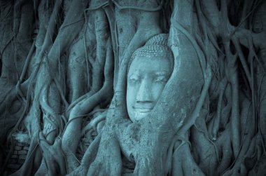 Wat Mahathat, Ayutthaya, Tayland, genel temple adlı bir ağaçta Buda kafa kum taş