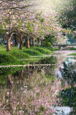 satır Park lake ile pembe trompet ağacının