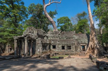 Büyük ağaç üzerinde antik Prasat Ta Phrom, Angkor Wat, Cambodia