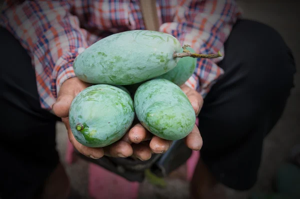 Mango el bahçıvan üzerinde — Stok fotoğraf