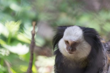 Marmoset