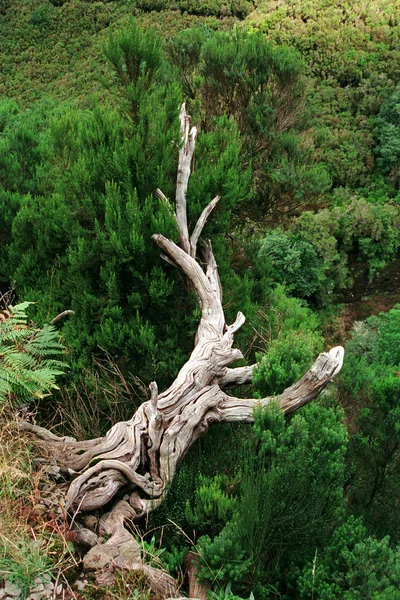 Zbytek starého stromu na ostrově Madeira — Stock fotografie