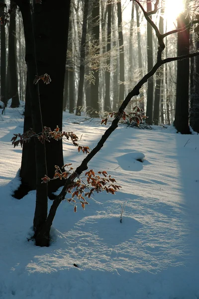 森の中の冬 — ストック写真