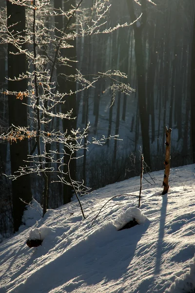 Vinter i skogen — Stockfoto