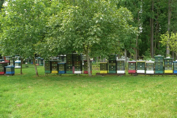 Beehives on the edge of the forest — Stock Photo, Image