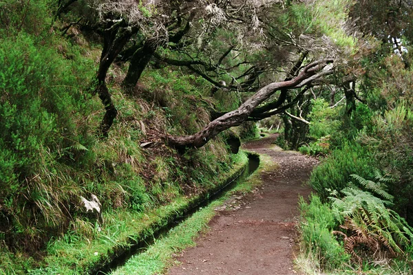 Levada, Madeira Adası 'nda yürüyüş yolu ile sulama kanalı — Stok fotoğraf