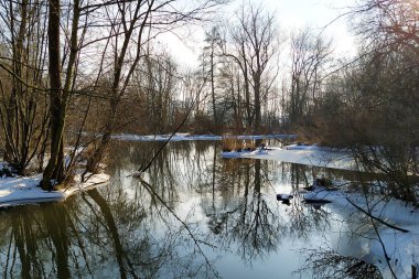 Çek Cumhuriyeti 'nde korunan Litovelske Pomoravi nehri kıyısında kış mevsimi.  