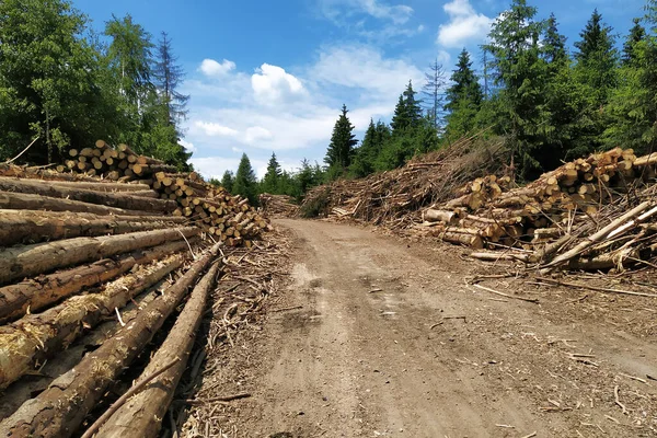 Logging Companies Modern Lumberjacks Restrict Passage Bike Path Cyclists Logging — Stock Photo, Image