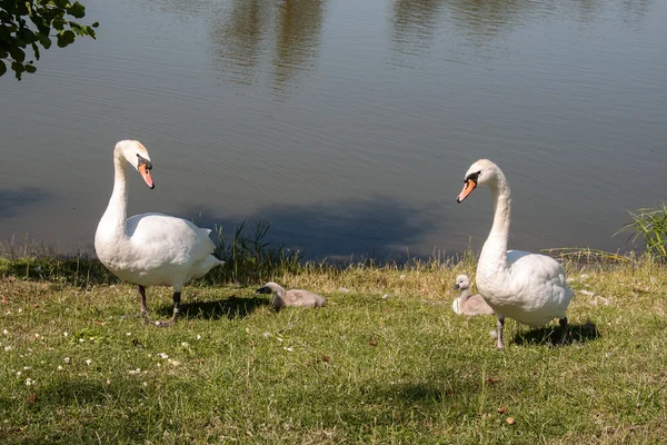 Swans with nestlings