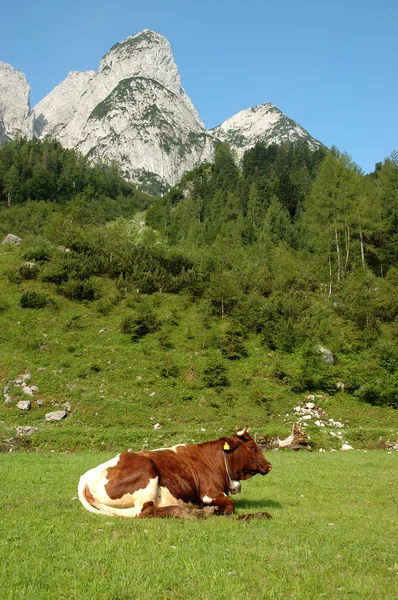 Vaca descansando ao ar livre nas montanhas — Fotografia de Stock