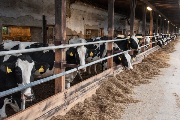 Molte mucche in una lunga stalla Foto Stock Royalty Free