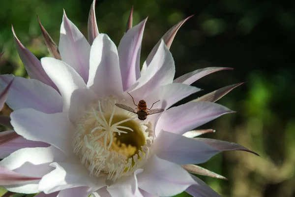 Geting på en blomma kaktus — Stockfoto