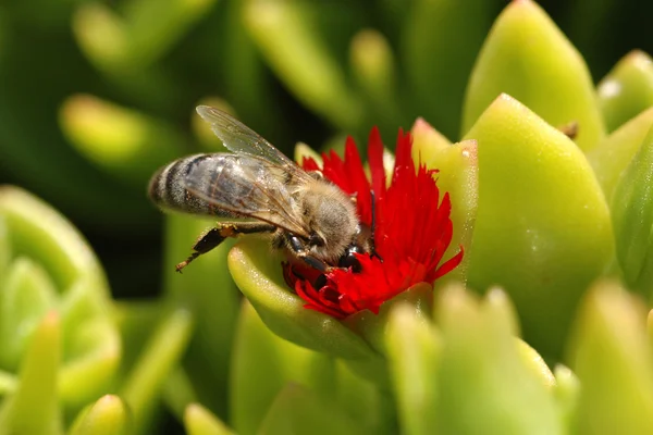 Včela medonosná sbírá nektar — Stock fotografie