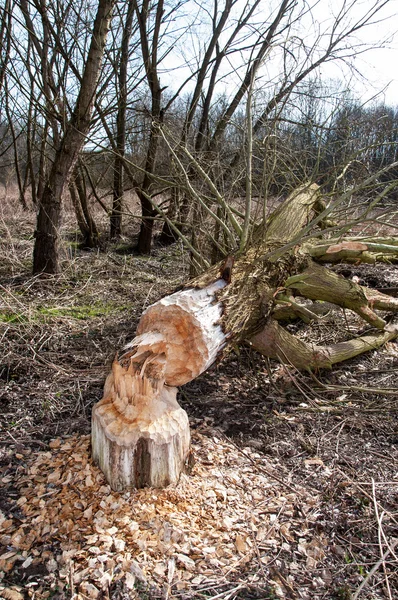 Arbre abattu par le castor dans la forêt — Photo