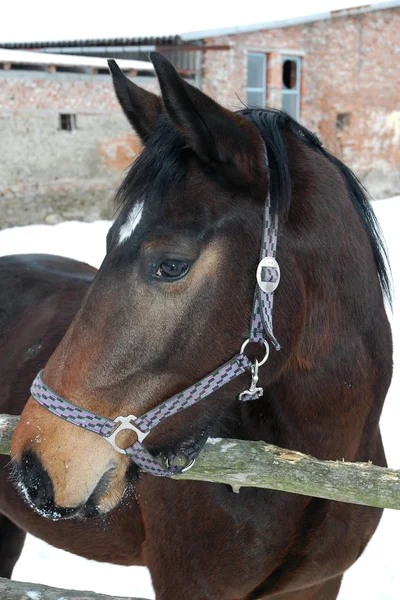 Portrett av en hest – stockfoto