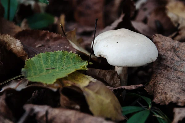 Fungo nella foresta autunnale — Foto Stock