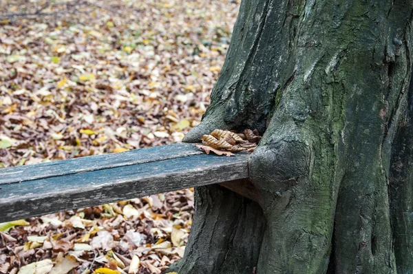Provizorní lavička v lese — Stock fotografie