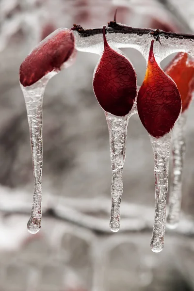 Isbildning regn på anläggningen gren — Stockfoto