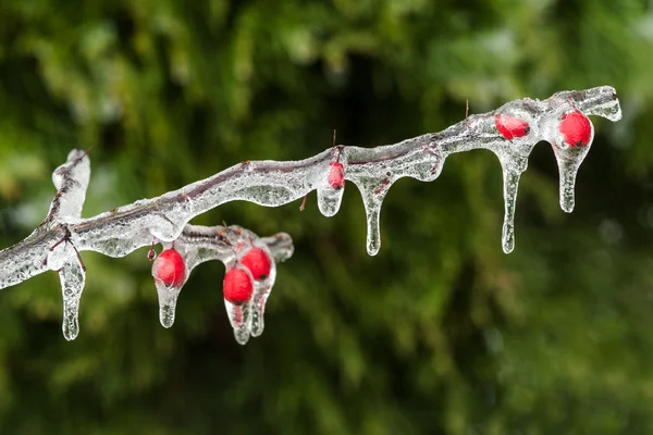 Pluie verglaçante sur branche végétale — Photo