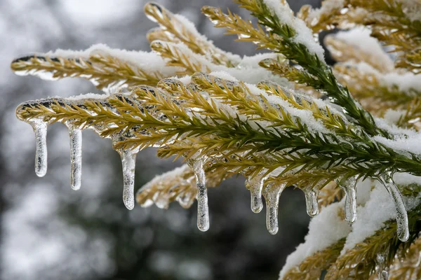 Lluvia helada en rama de árbol — Foto de Stock