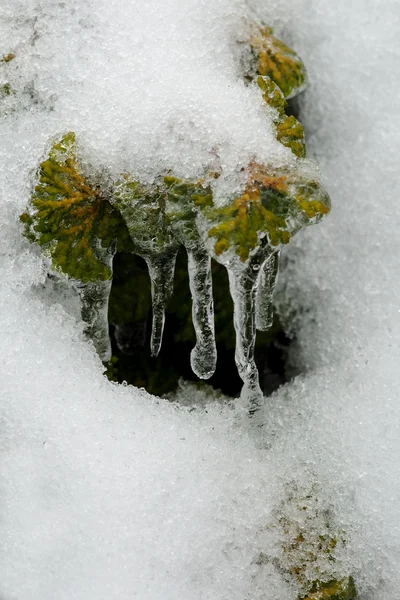 Pioggia ghiacciata sul ramo dell'albero — Foto Stock