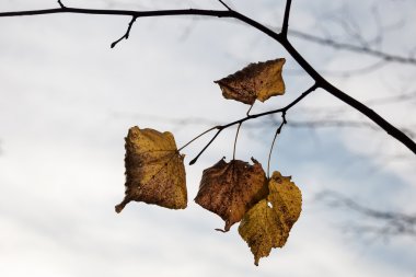 sonbahar orman dalda yaprak