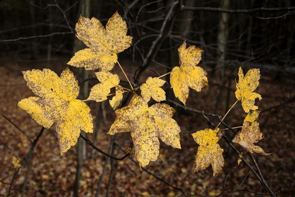 Na gałęzi w lesie jesienią liście — Zdjęcie stockowe