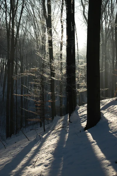 Vinter i skogen — Stockfoto