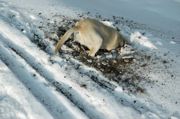 Pies szuka myszy pod śniegiem — Zdjęcie stockowe
