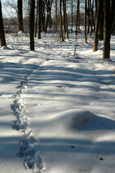 雪に覆われた森の動物のトラック — ストック写真