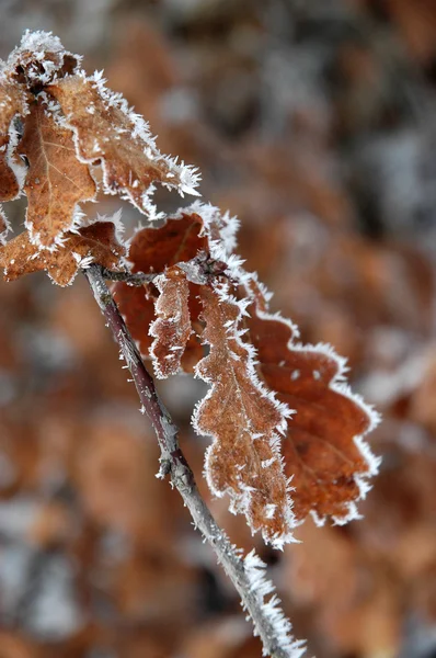 Frost på blad — Stockfoto