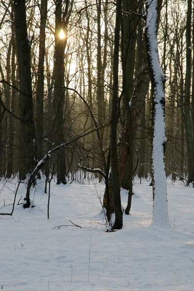 Vinter i skogen — Stockfoto