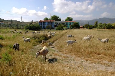 Keçi sürüsü mera üzerinde