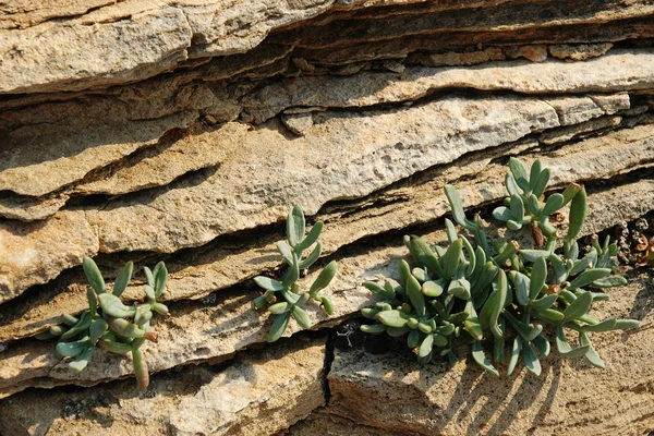 Pianta di succulenta nella fessura della roccia — Foto Stock