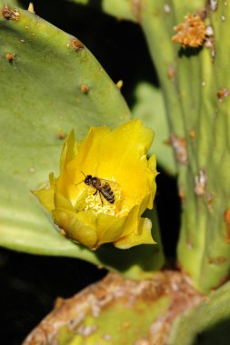 İnciri kaktüs çiçek arıya